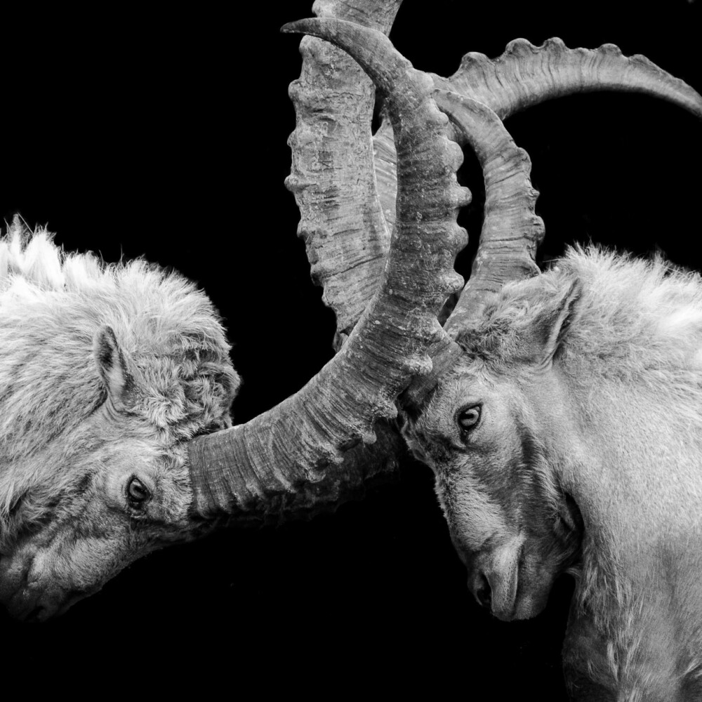 grayscale photo of ram head